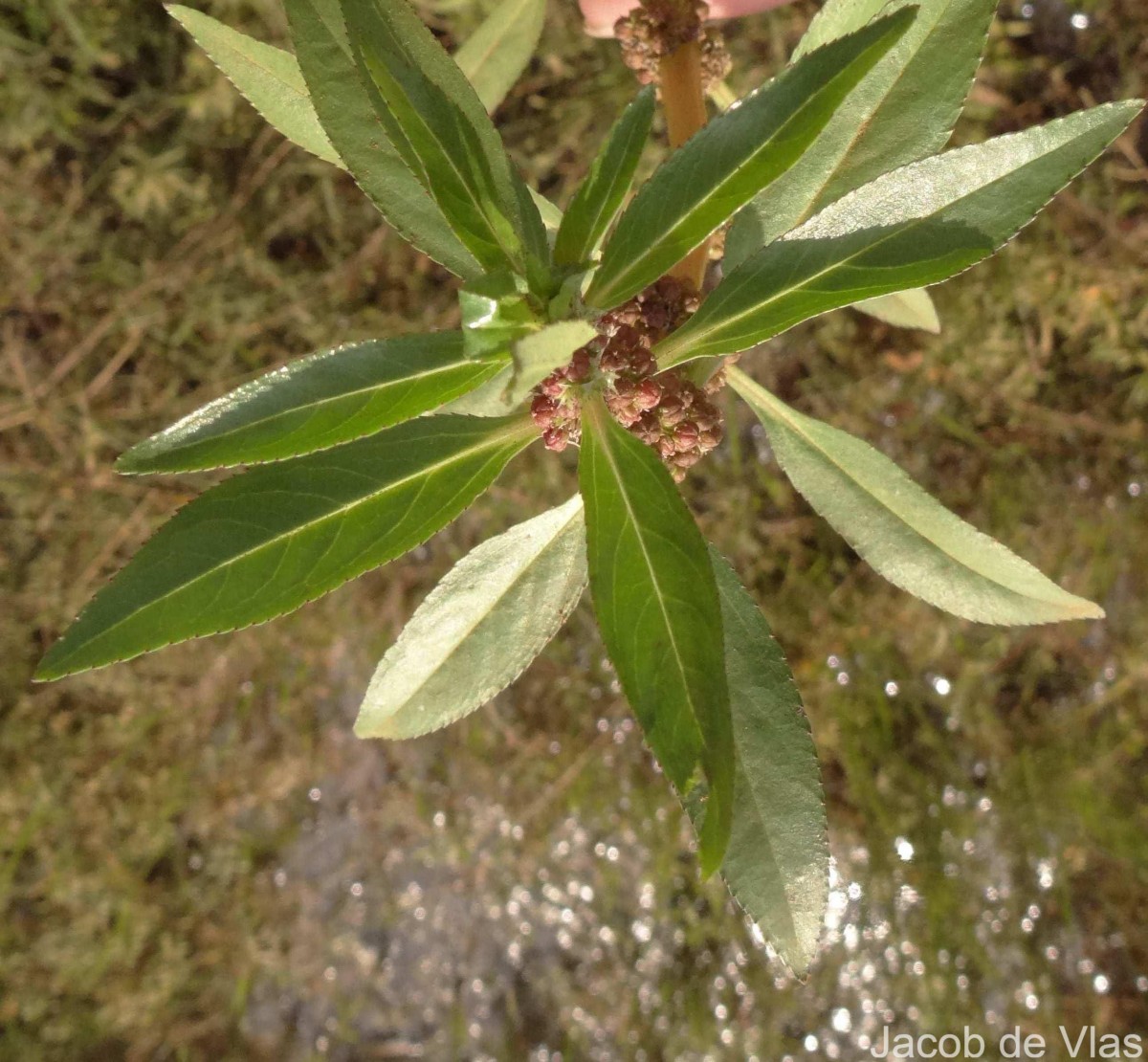 Bergia capensis L.